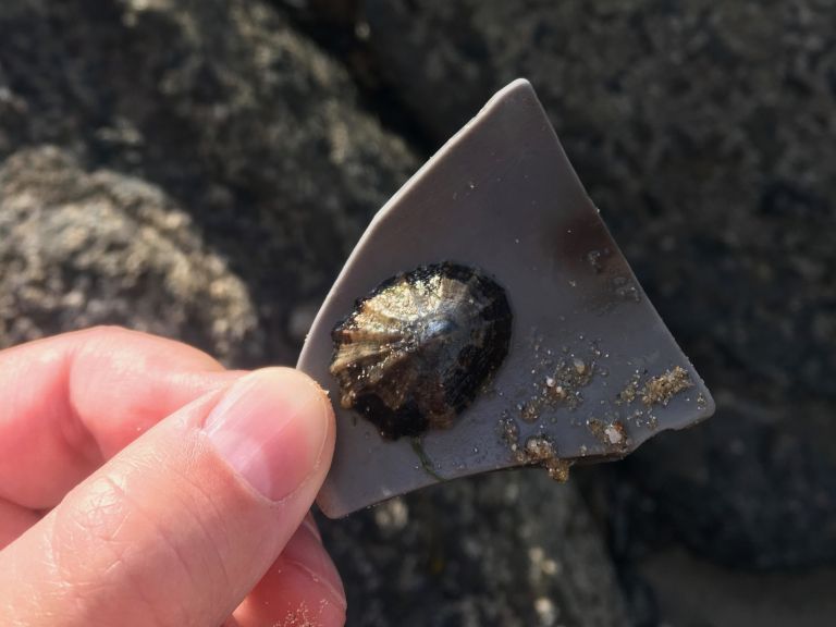 biodiversité marine