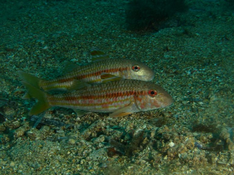 rouget barbet de roche