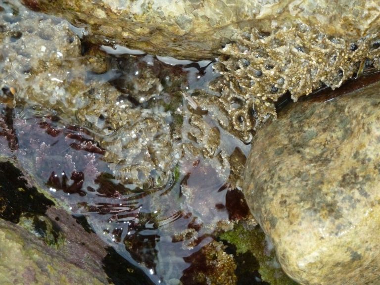 hermelle marseillaise