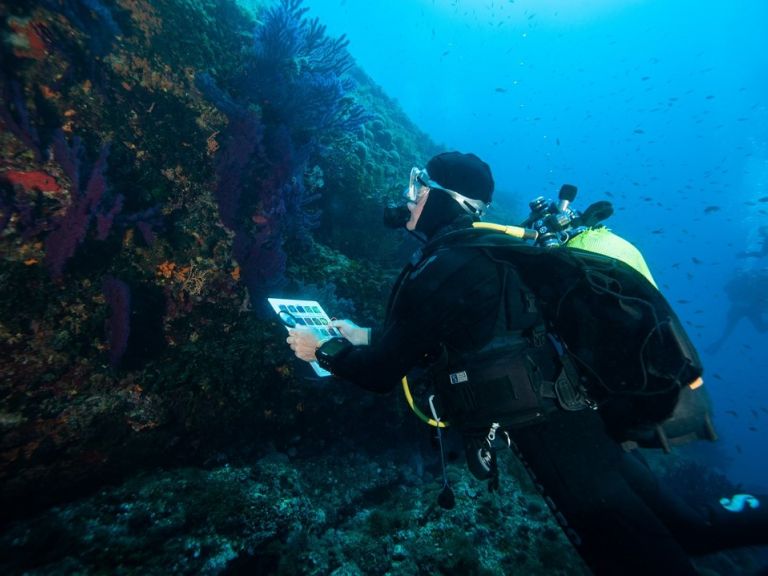 plongeur observant le coralligène