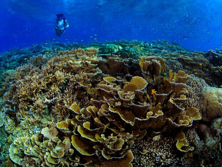 récif corallien