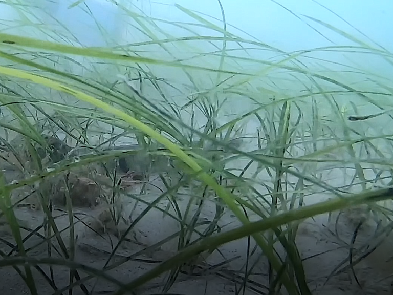 herbiers de zostère marine