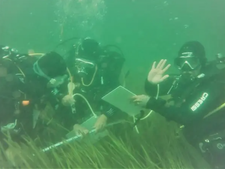 plongeurs en observation des herbiers de zostères et syngnathidés