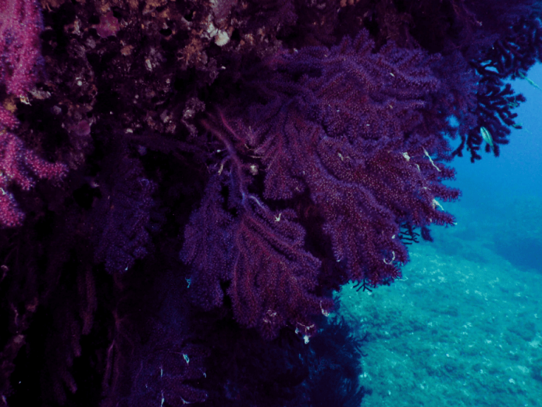 espèces indicatrices de l’état santé de l’habitat coralligène