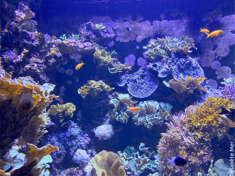 bassin récifs coralliens yak keru