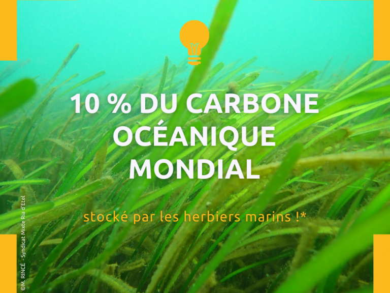 rôle écologique des herbiers marins