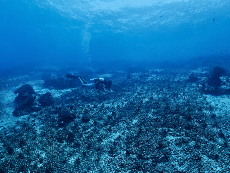 jardin de corail Yaf Keru