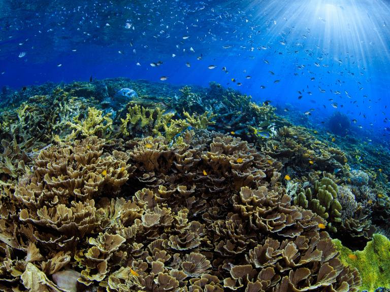récif corallien des raja ampat