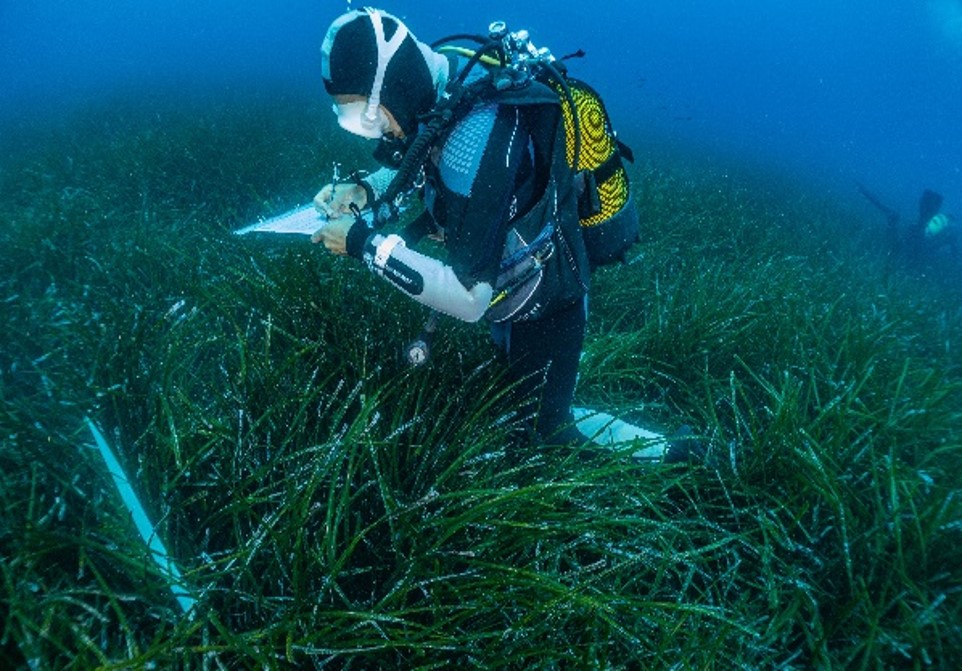 plongeur qui étudie la posidonie