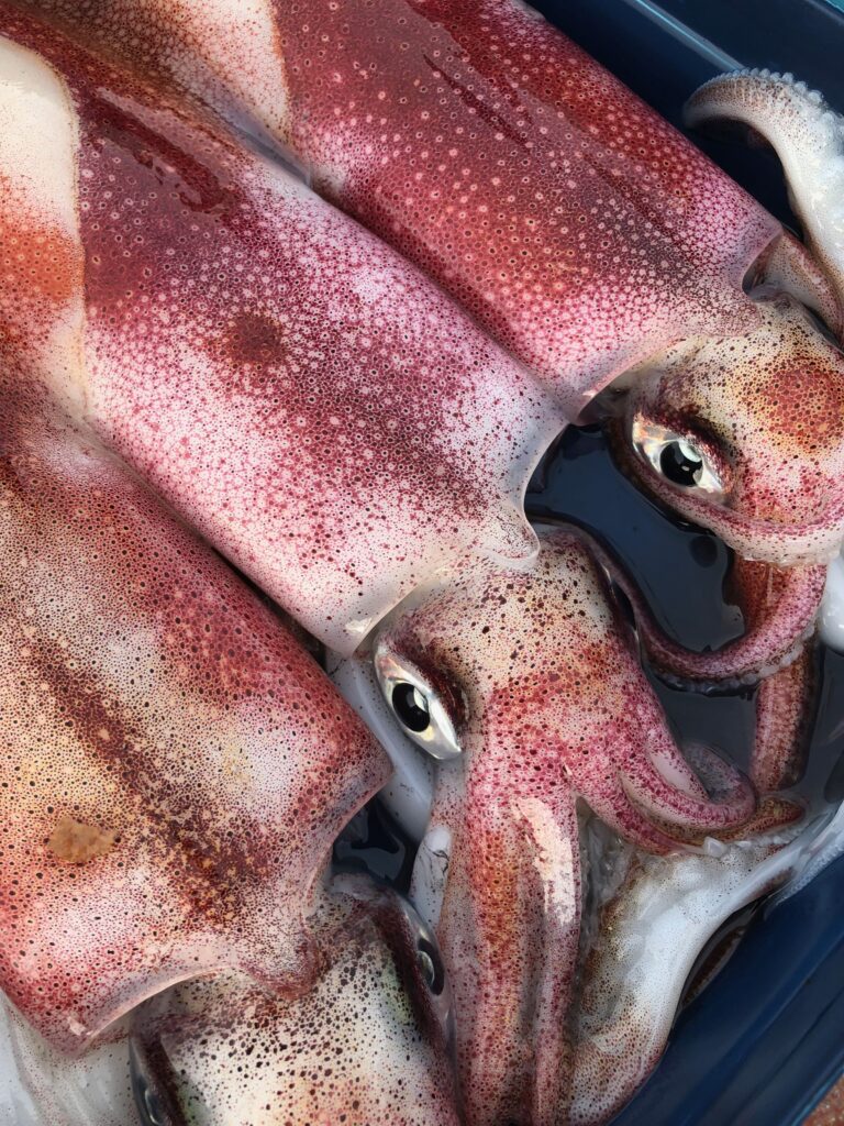 calamars