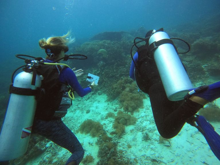 suivi de la recolonisation des espèces sur le récif corallien