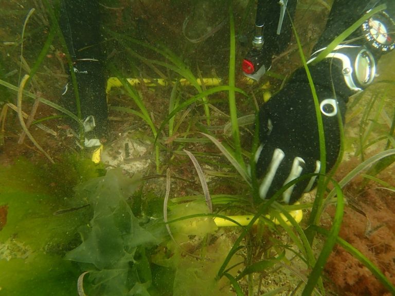 étude des herbiers marins