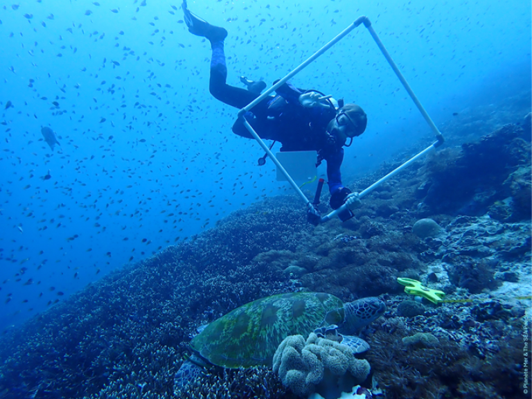 cadrage restauration corallienne yak keru