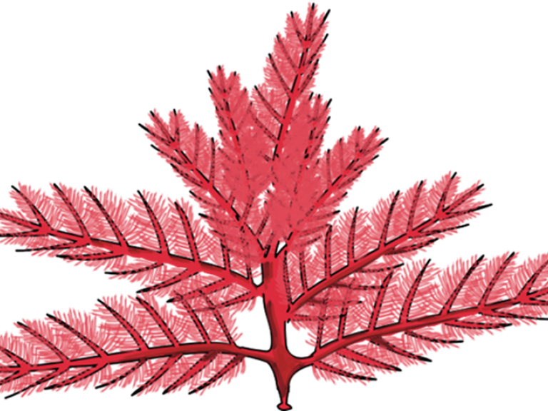 clé d'identification des algues de la laisse de mer