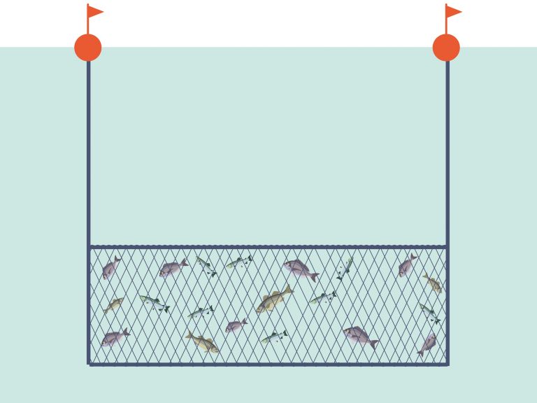 Les filets maillants