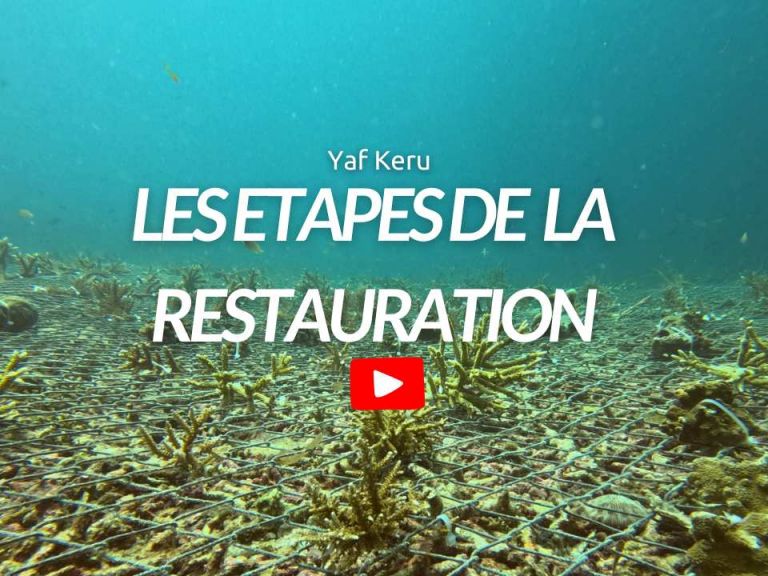 Les étapes de la restauration corallienne