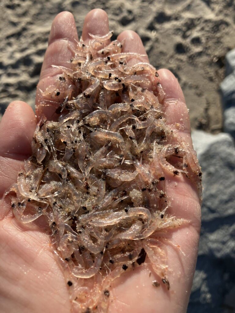 Echouage de crevettes sur des plages des Alpes-Maritimes