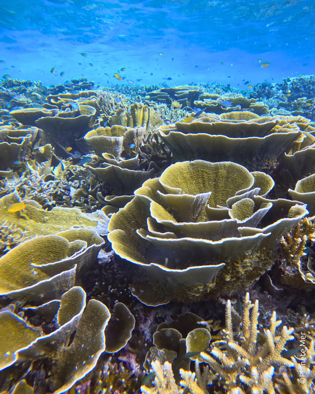 2 hectares de récifs coralliens restaurés