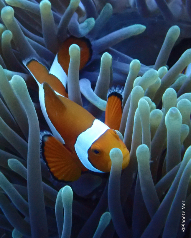 zoom sur le poisson clown