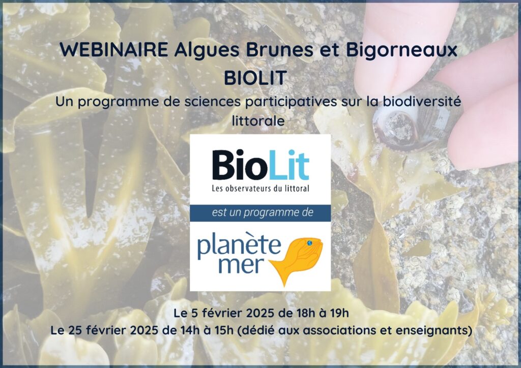 webinaire algues brunes et bigorneaux BioLit