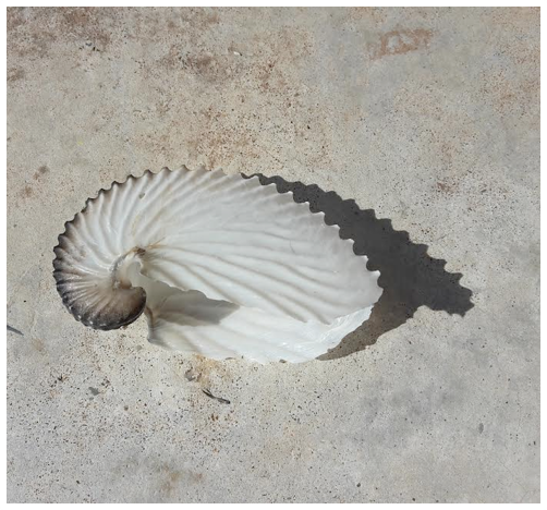 nacelles d’argonaute