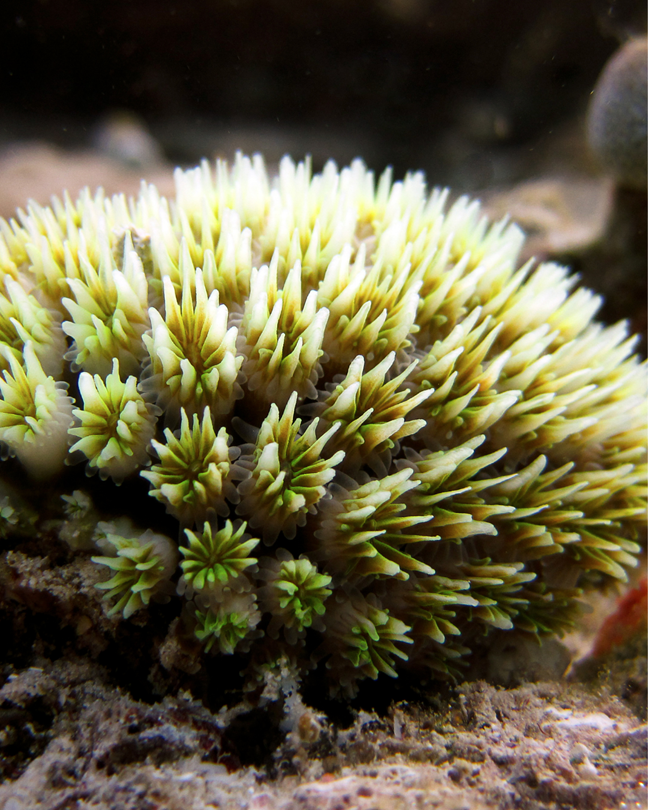 les coraux résistants des récifs coralliens