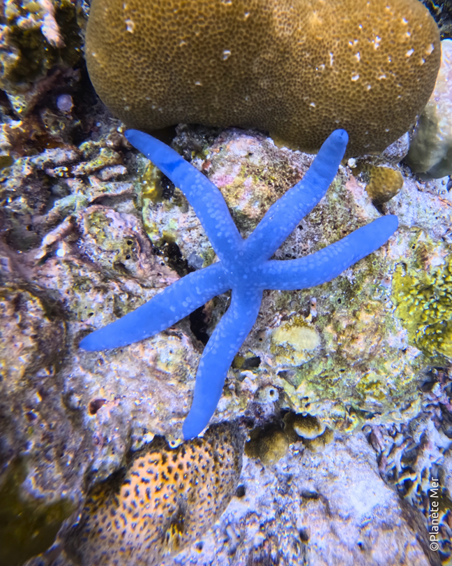 Zoom sur le Linckia laevigata