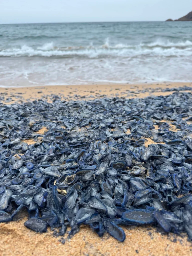 échouage de vélelles