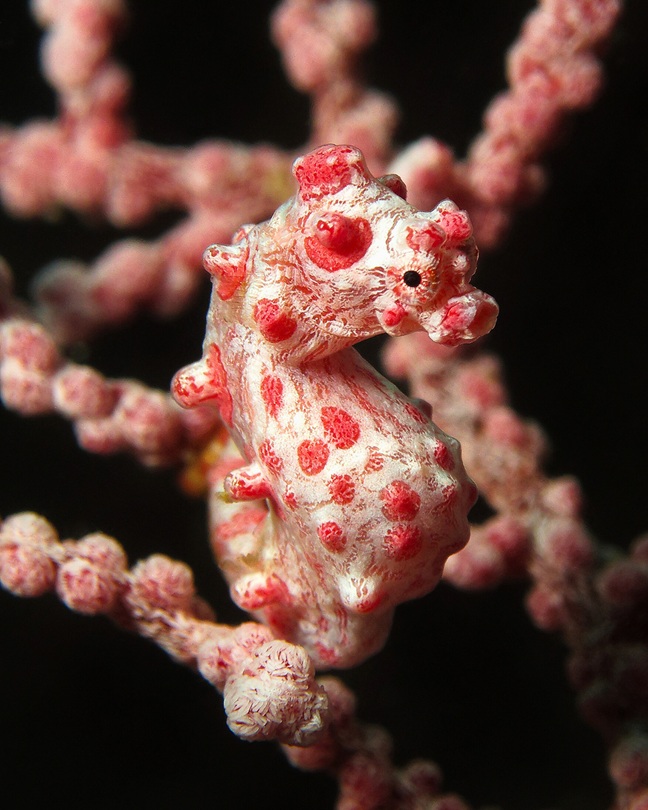 Zoom sur l’hippocampe pygmée