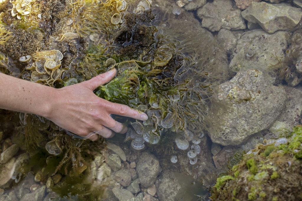 biodiversité marine du littoral