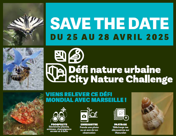 City Nature Challenge 2025 à Marseille