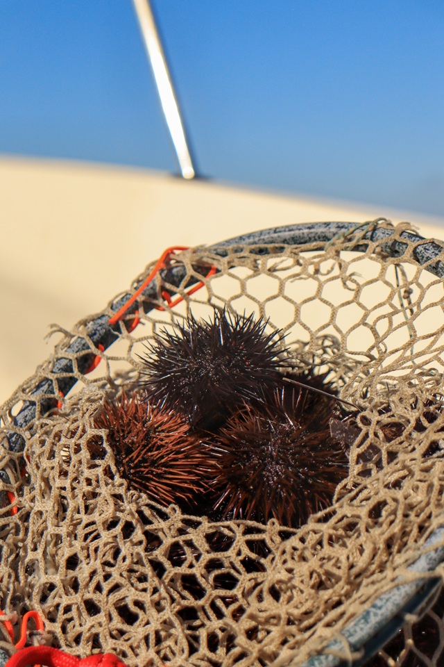 PELA-Méd – Suivi de la pêche aux oursins dans le Var