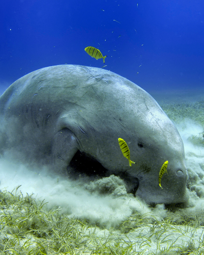 Le dugong (Dugong dugon), surnommé « vache marine »