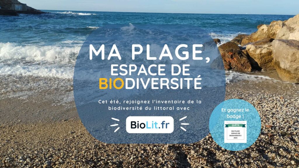 « Ma plage, espace de biodiversité » : la campagne participative de l’été