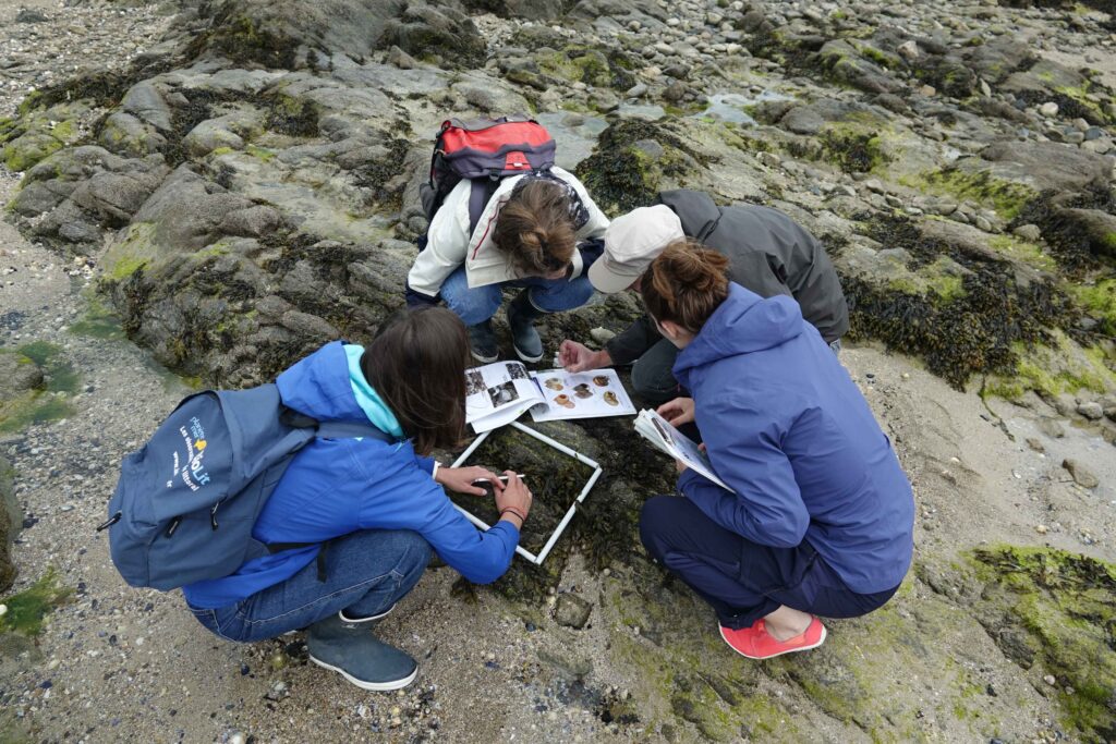 Vigie-Nature École et Planète Mer sur l’estran de Saint-Malo