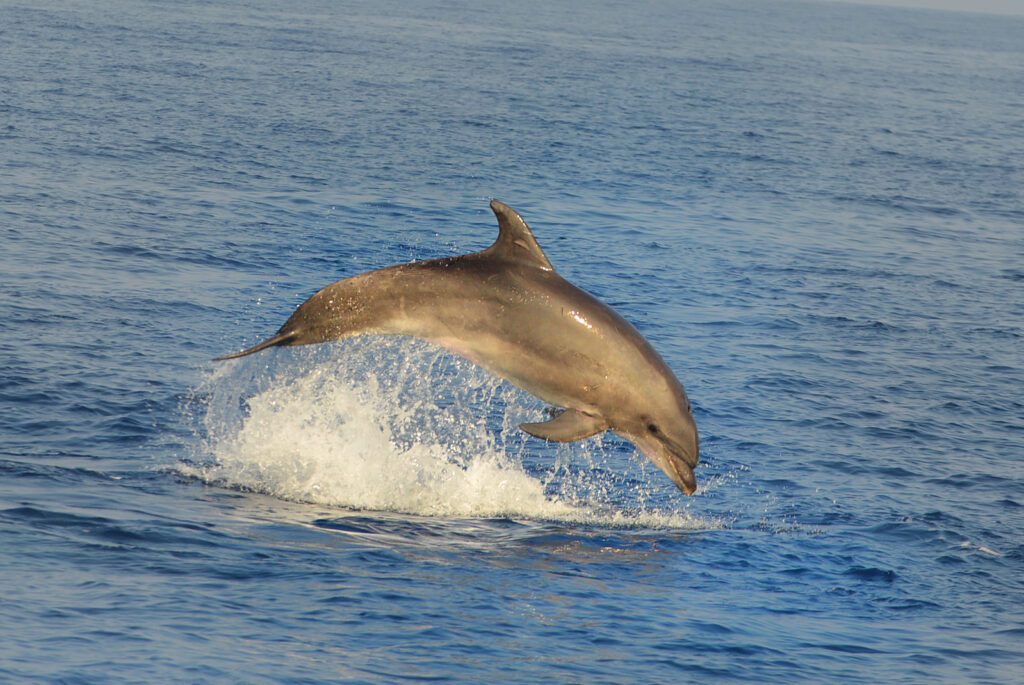 Tursiops truncatus