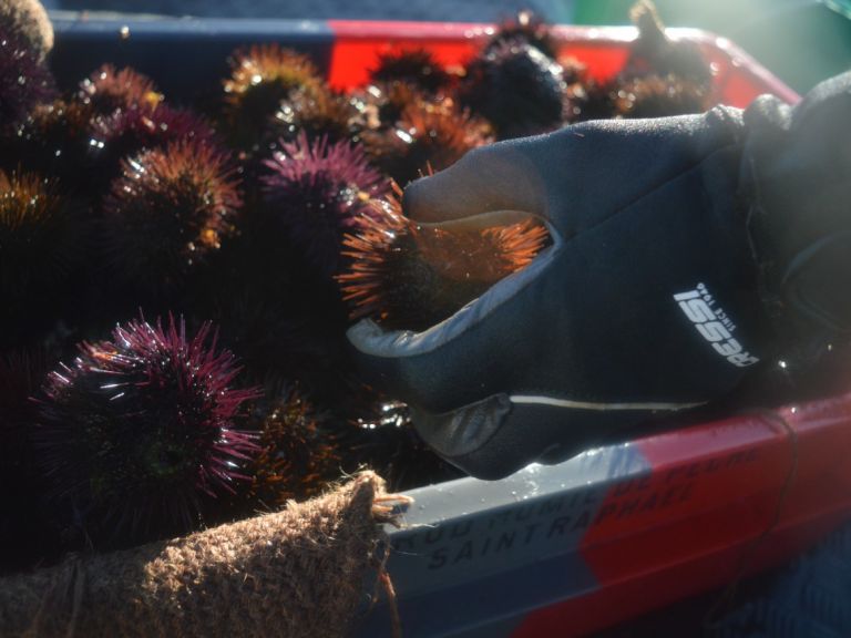 paracentrotus lividus