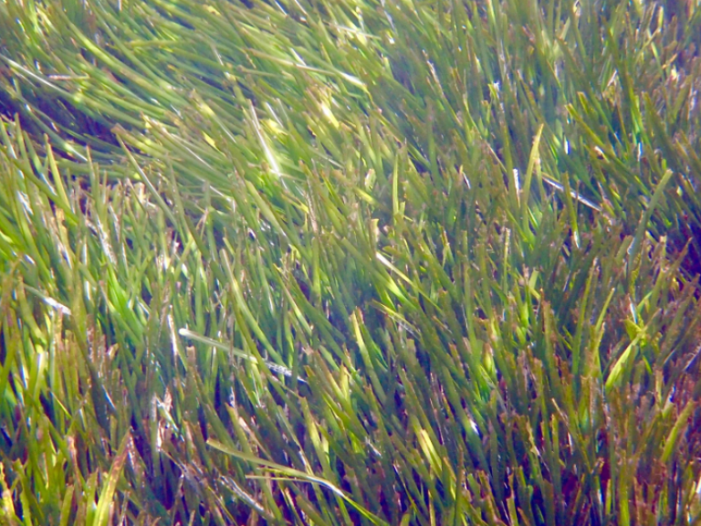 herbier de posidonie