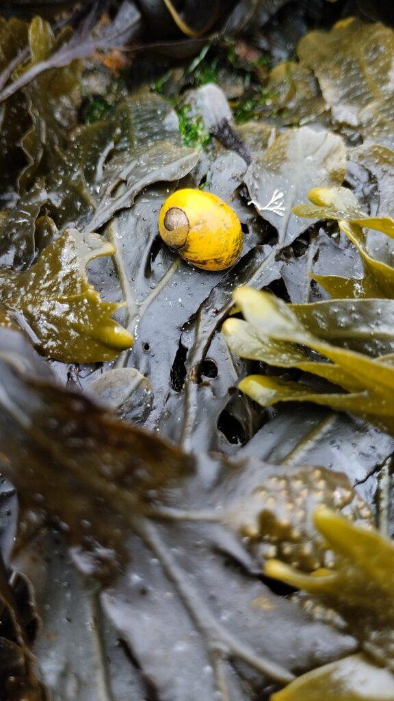 observation du littoral BioLit