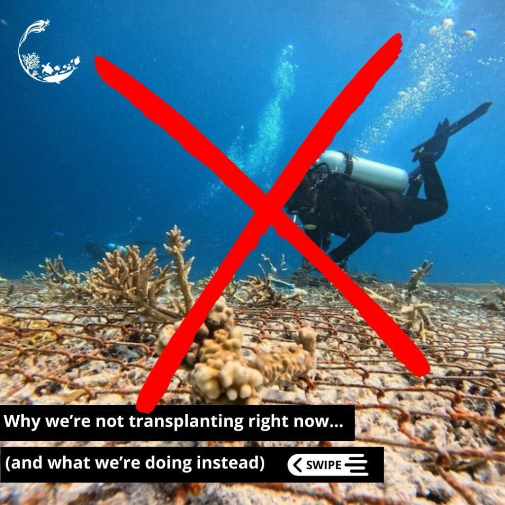 restauration corallienne avec le programme Yaf Keru