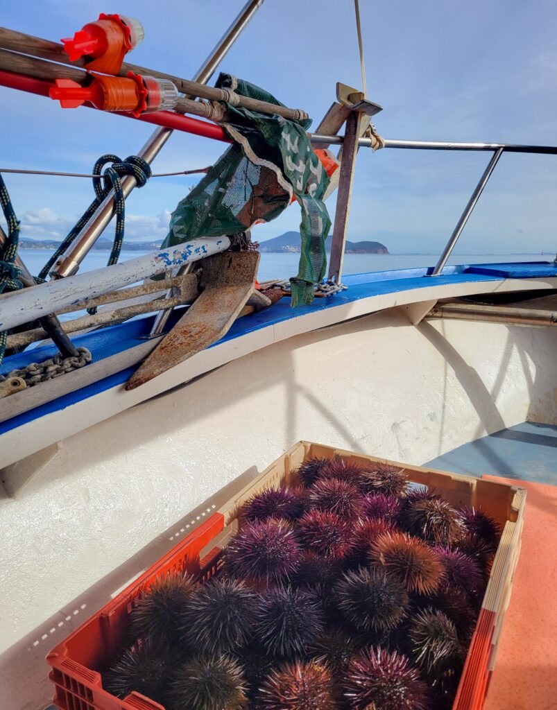 suivi pêche aux oursins