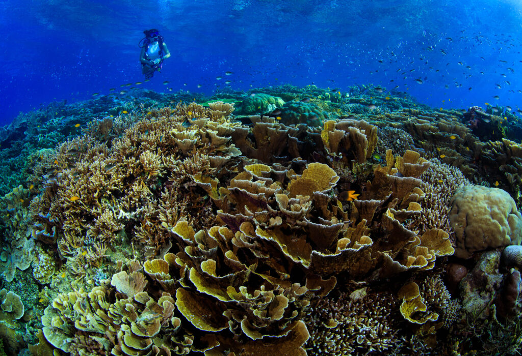arnaud brival en plongée sous-marine