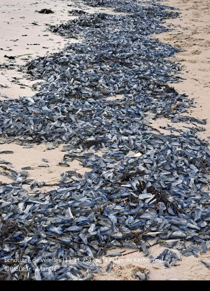Echouages de vélelles sur la côte Atlantique