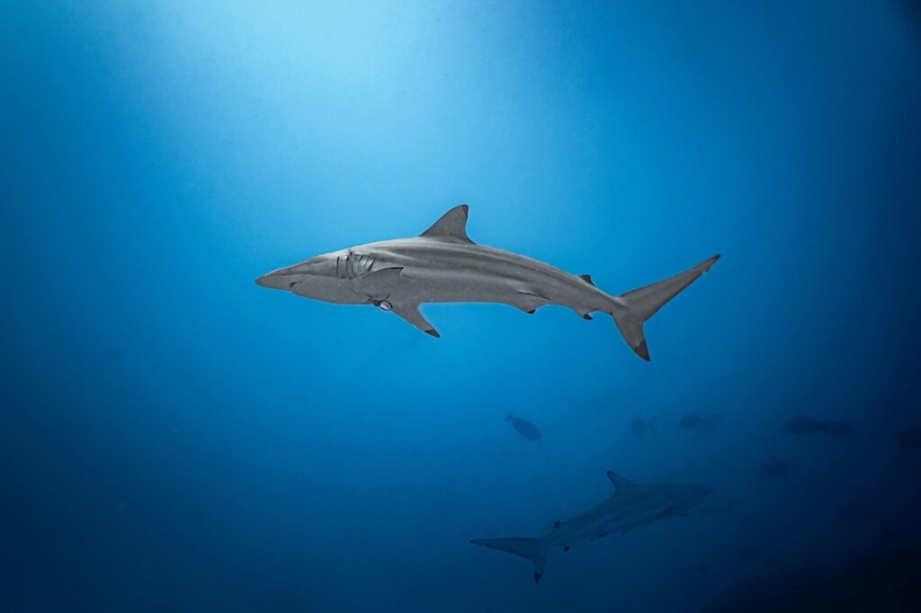 Le requin pointe noire 