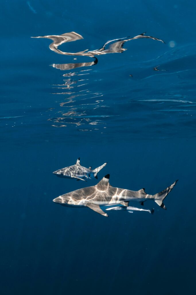 requin pointe noire © Gerald Schombs