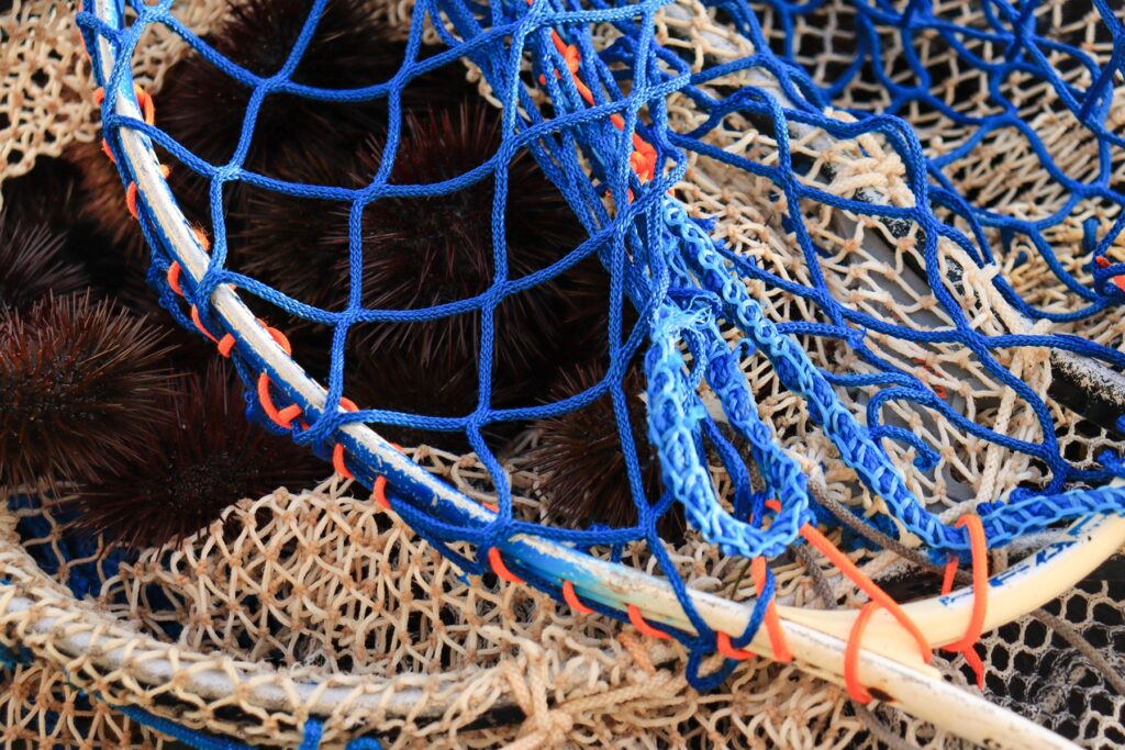 oursins violet dans les filets