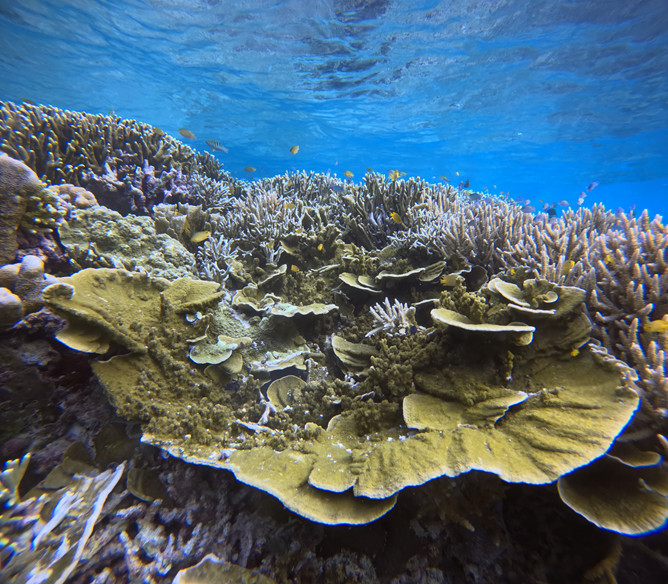 La nutrition des coraux © Mickael Racine_light