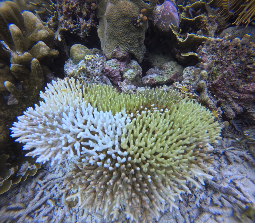 Le blanchissement des coraux © Mickael Racine_light