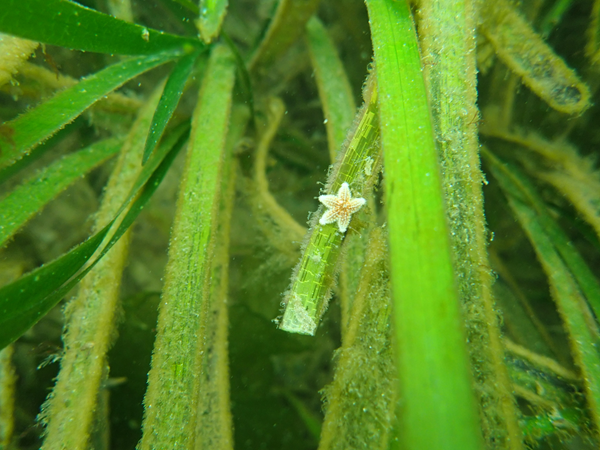 Zostère SMRE_Syndicat Mixte de la Ria de la d'Etel