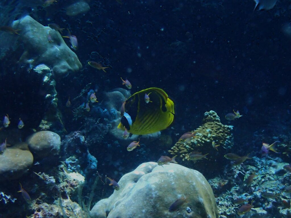 Poisson-papillon raton laveur